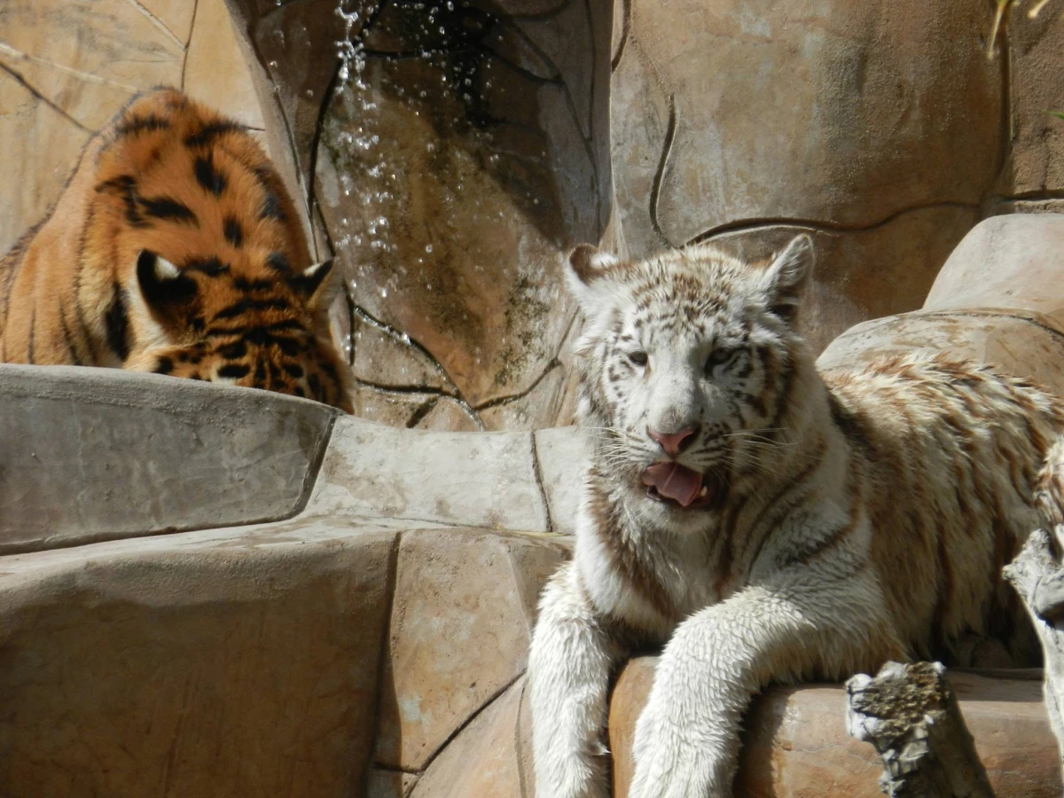 Animales del Parque Morelos serán reubicados en santuarios y zoológicos para mejorar su bienestar