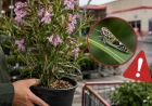 Alertan en San Diego por plantas vendidas en Costco que podrían portar plagas invasoras