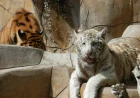 Animales del Parque Morelos serán reubicados en santuarios y zoológicos para mejorar su bienestar