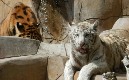 Animales del Parque Morelos serán reubicados en santuarios y zoológicos para mejorar su bienestar