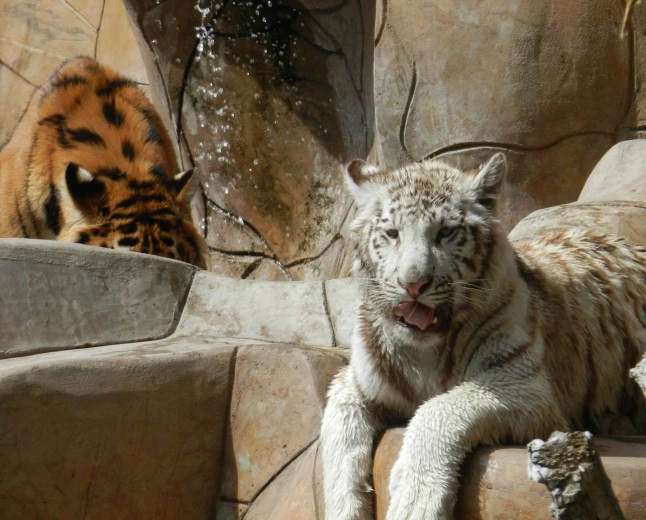 Animales del Parque Morelos serán reubicados en santuarios y zoológicos para mejorar su bienestar