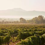 Valle de Guadalupe destino 2026